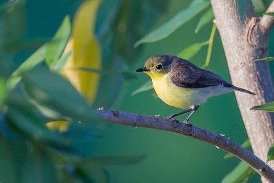 Golden-bellied Gerygone - Goudbuikmangrovezanger - Gérygone soufrée