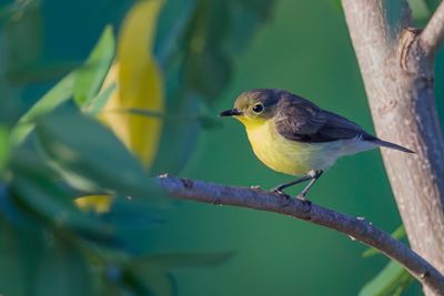 Golden-bellied Gerygone - Goudbuikmangrovezanger - Gérygone soufrée
