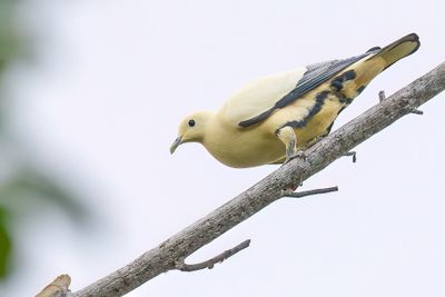 Silver-tipped Imperial Pigeon - Witte Muskaatduif - Carpophage luctuose