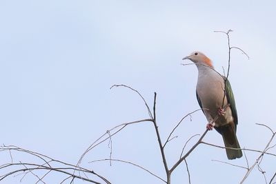 Green Imperial Pigeon - Groene Muskaatduif - Carpophage pauline