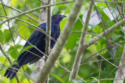 Black-billed Koel  - Sulawesikol - Coucou  bec noir