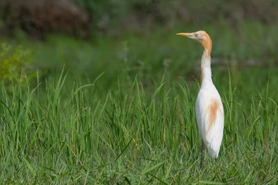 Eastern Cattle Egret - Oostelijke Koereiger - Gardeboeuf d'Asie