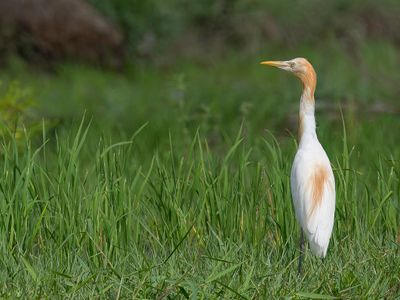 Eastern Cattle Egret - Oostelijke Koereiger - Gardeboeuf d'Asie