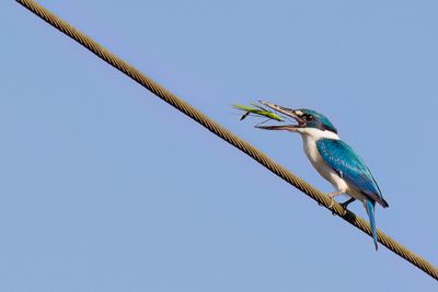 White-collared Kingfisher - Witkraagijsvogel - Martin-chasseur  collier blanc