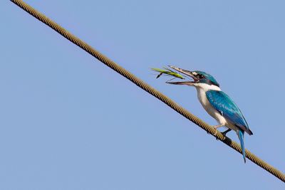 White-collared Kingfisher - Witkraagijsvogel - Martin-chasseur à collier blanc