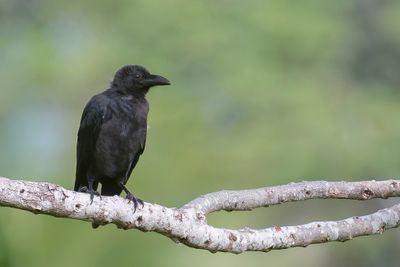Sulawesi Crow - Zwarte Sulawesikraai - Corneille de Rurukan