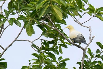 Silver-tipped Imperial Pigeon - Witte Muskaatduif - Carpophage luctuose