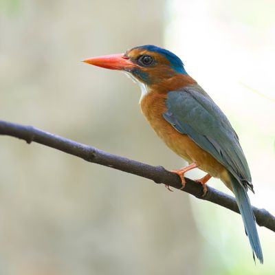 Green-backed Kingfisher - Blauwkopbosijsvogel - Martin-chasseur moine (f)