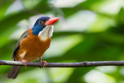 Green-backed Kingfisher - Blauwkopbosijsvogel - Martin-chasseur moine (m)