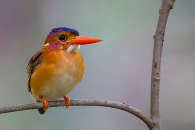 Sulawesi Dwarf Kingfisher - Sulawesidwergijsvogel - Martin-pcheur multicolore