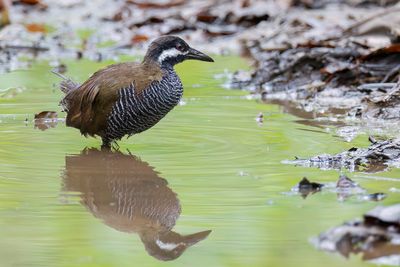 Barred Rail - Zebraral - Râle à collier