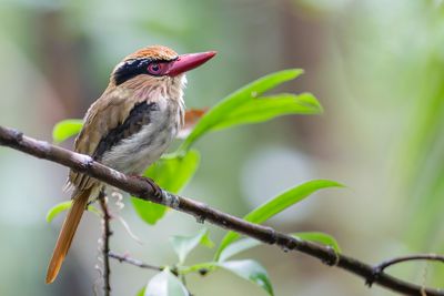 Sulawesi Lilac Kingfisher - Blauwoorijsvogel - Martin-chasseur oreillard