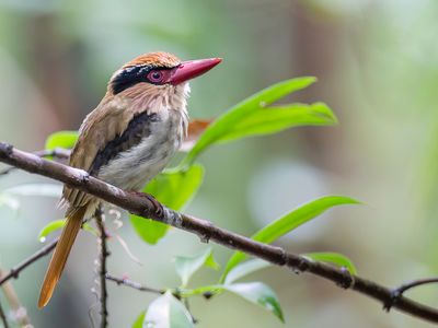 Sulawesi Lilac Kingfisher - Blauwoorijsvogel - Martin-chasseur oreillard