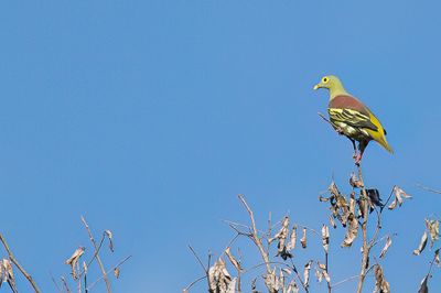 Grey-cheeked Green Pigeon - Bonapartes Papegaaiduif - Colombar à face grise (m)