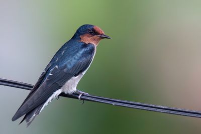 Pacific Swallow - Zuidzeezwaluw - Hirondelle de Tahiti