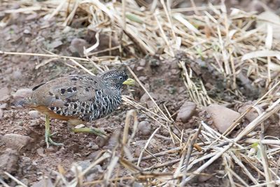 Barred Buttonquail - Zwartkeelvechtkwartel - Turnix combattant
