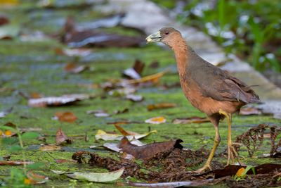 Isabelline Bush-hen - Sulawesiwaterhoen - Râle isabelle