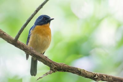 Sulawesi Blue Flycatcher - Sulawesiniltava - Gobemouche des Célèbes