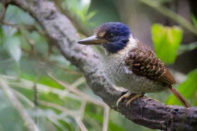 Birds of Sulawesi and Halmahera 2016