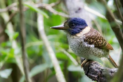 Scaly-breasted Kingfisher - Streepkopbosijsvogel - Martin-chasseur royal (m)