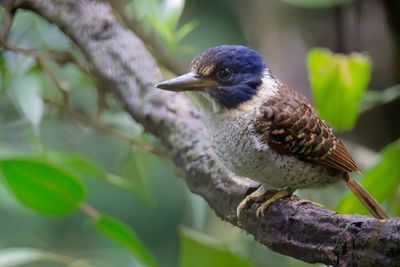Scaly-breasted Kingfisher - Streepkopbosijsvogel - Martin-chasseur royal (m)