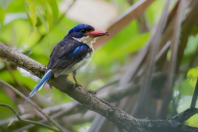 Common Paradise Kingfisher - Vlagstaartijsvogel - Martin-chasseur  longs brins