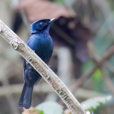 Shining Flycatcher - Zwarte Monarch - Monarque luisant (m)
