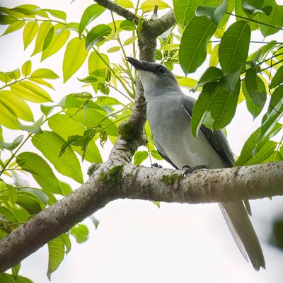 White-bellied Cuckooshrike - Papoearupsvogel - chenilleur choucari