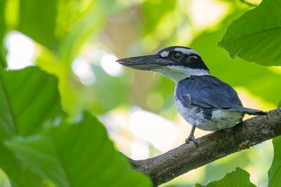 Sombre Kingfisher - Halmaheraijsvogel - Martin-chasseur funbre (m)