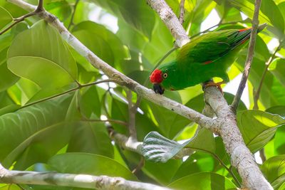 Moluccan Hanging Parrot - Molukse Vleermuisparkiet - Coryllis des Moluques (m)