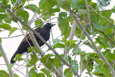 Halmahera Paradise-crow - Bruine Paradijskraai - Paradisier corvin