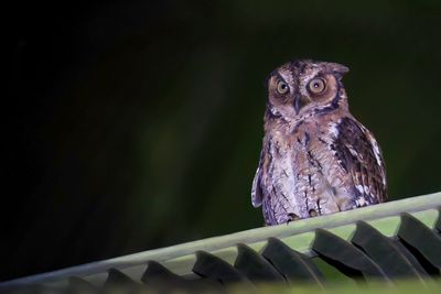 Moluccan Scops Owl - Molukse Dwergooruil - Petit-duc mystérieux