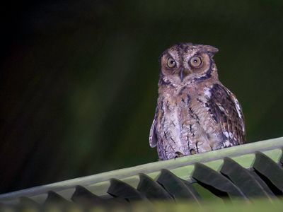 Moluccan Scops Owl - Molukse Dwergooruil - Petit-duc mystrieux