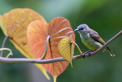 Black Sunbird - Fluweelhoningzuiger - Souimanga satin (f)