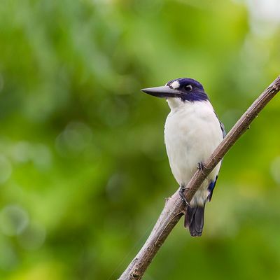 Blue-and-white Kingfisher - Noord-Molukse IJsvogel - Martin-chasseur des Moluques (m)