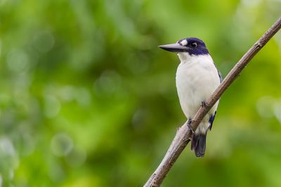 Blue-and-white Kingfisher - Noord-Molukse IJsvogel - Martin-chasseur des Moluques (m)