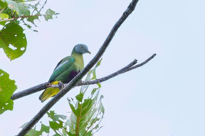 Grey-headed Fruit Dove - Grijskopjufferduif - Ptilope hyogastre (m)