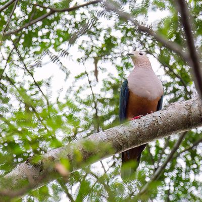 Cinnamon-bellied Imperial Pigeon - Molukse Muskaatduif - Carpophage des Moluques