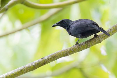 Moluccan Starling - Molukse Purperspreeuw - Stourne des Moluques