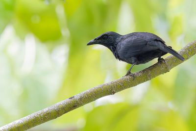 Moluccan Starling - Molukse Purperspreeuw - Stourne des Moluques