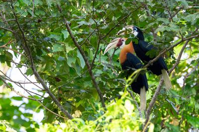 Blyth's Hornbill - Papoeajaarvogel - Calao papou (m+f)