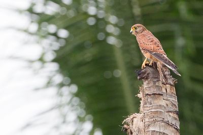 Spotted Kestrel - Molukkentorenvalk - Crécerelle des Moluques