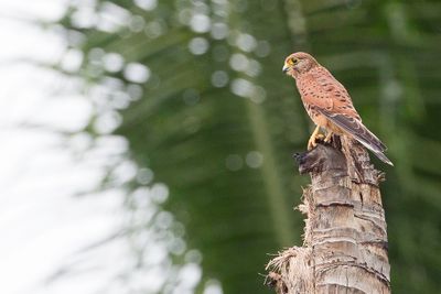 Spotted Kestrel - Molukkentorenvalk - Crcerelle des Moluques