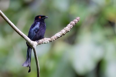 Spangled Drongo - Glansvlekdrongo - Drongo pailleté