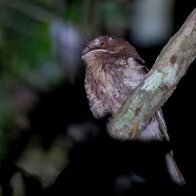 Moluccan Owlet-nightjar - Molukse Dwergnachtzwaluw - gothle des Moluques
