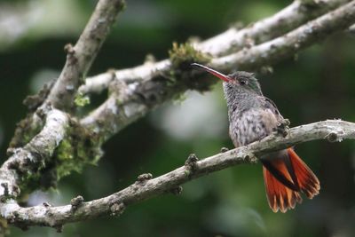 Rufous-tailed Hummingbird - Roodstaartamazilia - Ariane à ventre gris