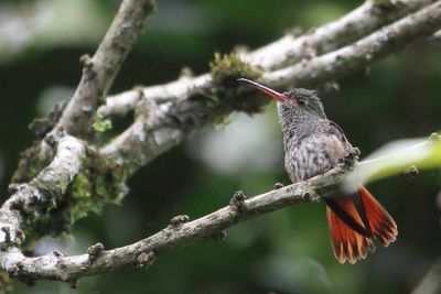 Rufous-tailed Hummingbird - Roodstaartamazilia - Ariane  ventre gris