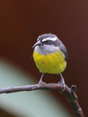 Bananaquit - Suikerdiefje - Sucrier à ventre jaune