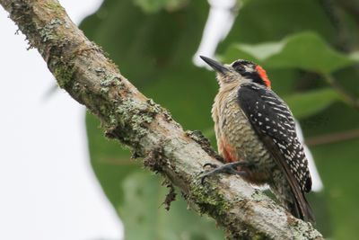 Black-cheeked Woodpecker - Zwartwangspecht - Pic de Pucheran (f)