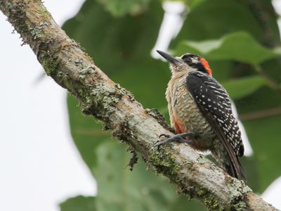 Black-cheeked Woodpecker - Zwartwangspecht - Pic de Pucheran (f)